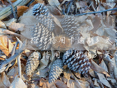 招行信用卡逾期3天可以還最低還款嗎?-招行信用卡逾期3天可以還最低還款嗎