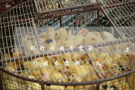 招行信用卡逾期一個(gè)多月催款(招行信用卡 逾期一天)