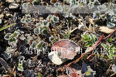 招行信用卡逾期三次(招行信用卡逾期三次該怎么辦)