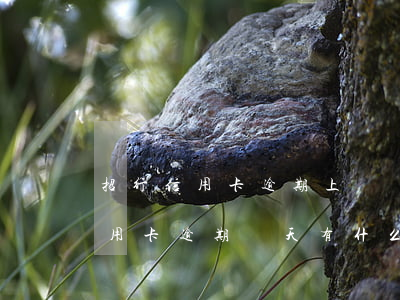 招行信用卡逾期上門時(shí)間(招行信用卡逾期幾天有什么影響)