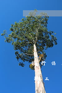 招行信用卡逾期了可以提前還款嗎(招行卡逾期三個月還款后多久可以繼續(xù)使用)