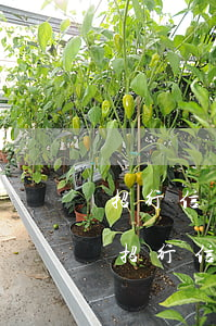 招行信用卡逾期了怎么办理(花呗逾期能办理招行信用卡)