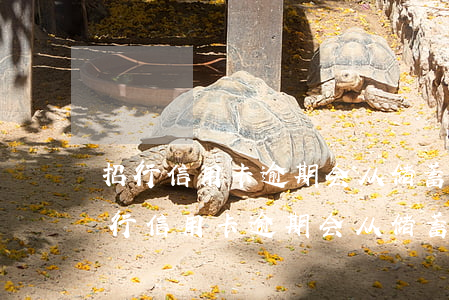 招行信用卡逾期会从储蓄卡里直接扣吗-招行信用卡逾期会从储蓄卡里直接扣吗