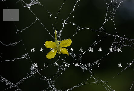 招行信用卡逾期停用恢復(fù)(招商銀行信用卡被停用了還能申請(qǐng)恢復(fù)嗎)