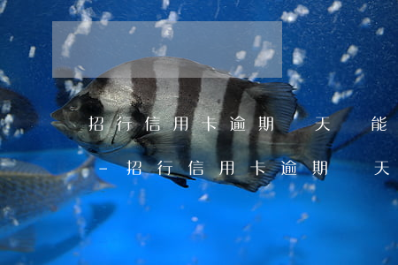 招行信用卡逾期兩天還能繼續(xù)用嗎-招行信用卡逾期兩天還能繼續(xù)用嗎