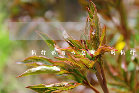 招行信用卡逾期兩期 招行信用卡逾期兩期賬單