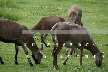 招行信用卡逾期凍結(jié)了可以解凍嗎(招商沒逾期信用卡被凍結(jié))