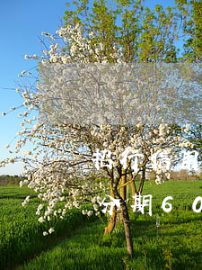 招行信用卡逾期分期60期(招行信用卡逾期分期60期)