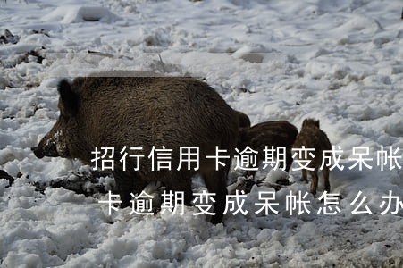 招行信用卡逾期变成呆帐怎么办-招行信用卡逾期变成呆帐怎么办啊