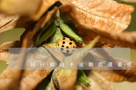 招行信用卡逾期后還最低還款