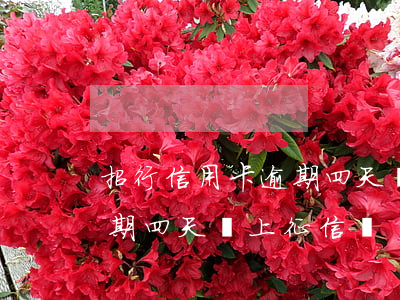 招行信用卡逾期四天會上征信(招行信用卡逾期四天會上征信嗎)