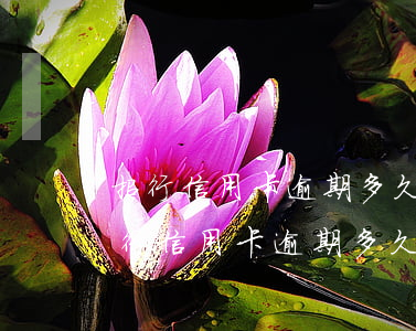 招行信用卡逾期多久凍結(jié)(招商銀行信用卡逾期多久會(huì)凍結(jié)信用卡)
