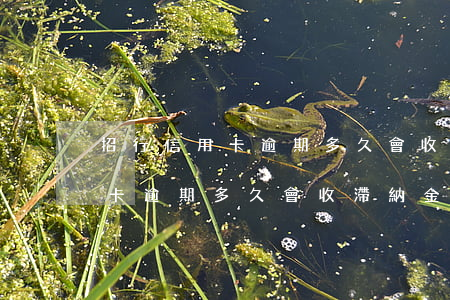 招行信用卡逾期多久會收滯納金-招行信用卡逾期多久會收滯納金呢