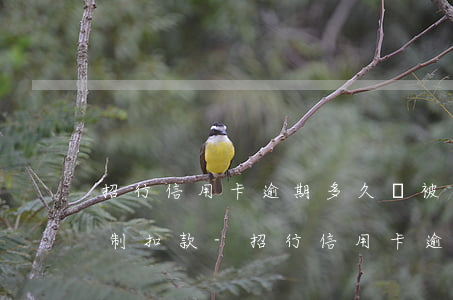 招行信用卡逾期多久會被強(qiáng)制扣款-招行信用卡逾期多久會被強(qiáng)制扣款呢