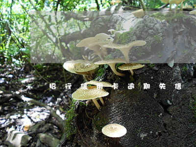 招行信用卡逾期失信風險提示函