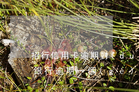 招行信用卡逾期對(duì)征信影響(招商銀行逾期一個(gè)星期對(duì)征信有影響嗎)