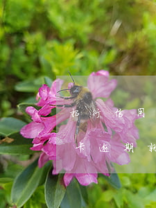 招行信用卡逾期就凍結(jié)(招行信用卡逾期就凍結(jié)了)