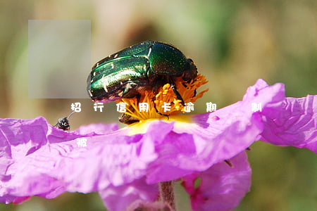 招行信用卡逾期強制銷戶(招商銀行賬戶異常被銷戶)