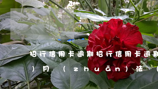 招行信用卡 逾期（招行信用卡逾期三個(gè)月轉(zhuǎn)法務(wù)）