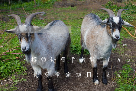 招行信用卡逾期會(huì)上老賴嗎(招行信用卡逾期會(huì)上老賴嗎)