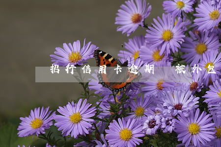 招行信用卡逾期會被外包(招行信用卡 逾期)
