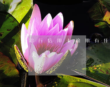 招行信用卡逾期有什么(招商的信用卡逾期一天要緊嗎)
