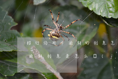 招行信用卡逾期的利息怎么算(銀行的信用卡逾期利息是怎么計(jì)算的)