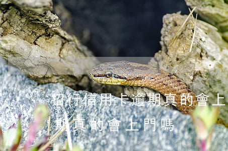招行信用卡逾期真的會上門嗎（招行信用卡逾期真的會上門嗎）