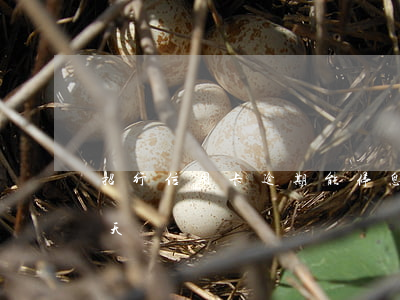 招行信用卡逾期能停息嗎(招行信用卡逾期兩天)