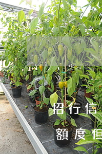 招行信用卡逾期還(招行信用卡逾期還款后有額度但不能使用了)