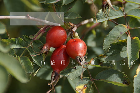 招行信用卡逾期還清后多久還款