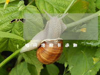 招行信用卡逾期銷戶開卡(招行信用卡注銷卡)
