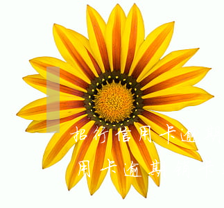 招行信用卡逾期销卡还能再申请吗-招行信用卡逾期销卡还能再申请吗知乎