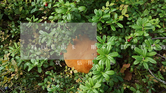 招行信用卡過期不還款利息(招商銀行逾期一天還款對信用有影響嗎)