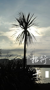 招行信用卡還最低還款算逾期嗎-招行信用卡還最低還款算逾期嗎怎么辦