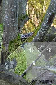招行信用貸款逾期三年(招行信用貸款逾期三年)