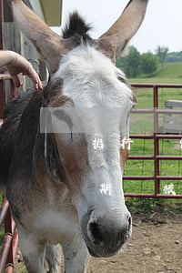 招行個性化分期審核需要多久（招行個性化分期審核）