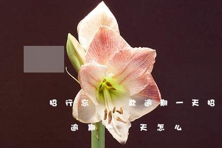 招行忘記還款逾期一天(招商銀行信用卡忘記還逾期十幾天怎么辦)
