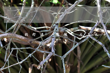 招行房貸逾期兩天怎么辦(房貸逾期2天怎么辦)