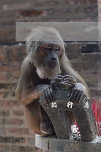 招行房貸逾期半年怎么辦(房貸逾期半月怎么處理)