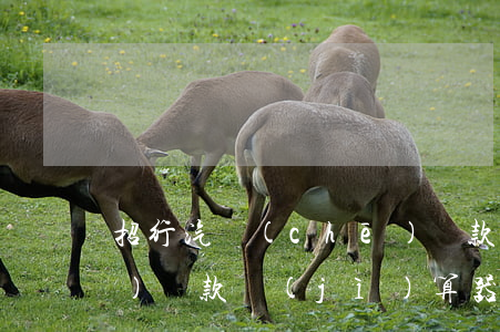 招行 汽車(chē)貸款(招行汽車(chē)貸款計(jì)算器)