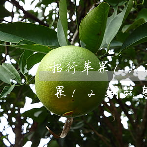 招行苹果12期免息分期每期多少-招行苹果12期免息分期每期多少钱