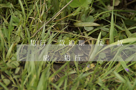 招行貸款逾期還能貸款嗎(信用卡逾期多久影響房貸招行)