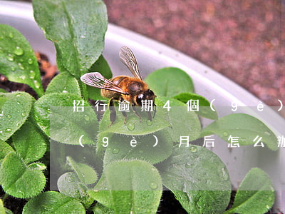 招行逾期4個(gè)月后-招行逾期4個(gè)月后怎么辦
