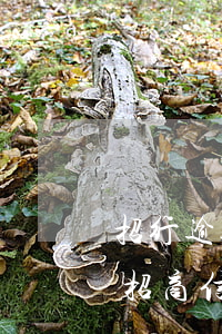 招行逾期三个月后还清,还能再申请信用卡吗（招商信用卡逾期半年还清还能用吗）