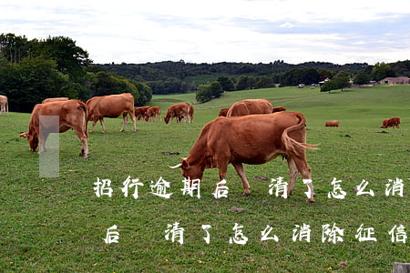 招行逾期后還清了怎么消除征信-招行逾期后還清了怎么消除征信記錄