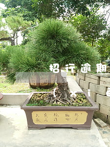 招行逾期打哪個電話協(xié)商怎么協(xié)商-招商逾期應該打什么電話協(xié)商