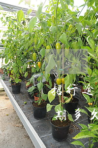 招行逾期會不會影響房貸(招商銀行信用卡逾期多久會對信用有影響)