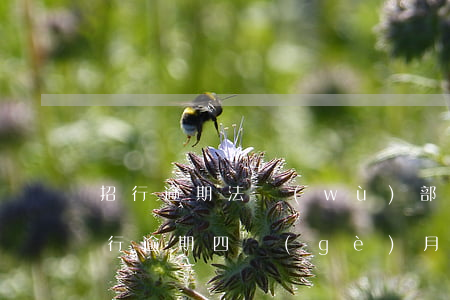 招行逾期法務(wù)部說交給律師(招商銀行逾期四個(gè)月,今天律師事務(wù)所打電話給我)