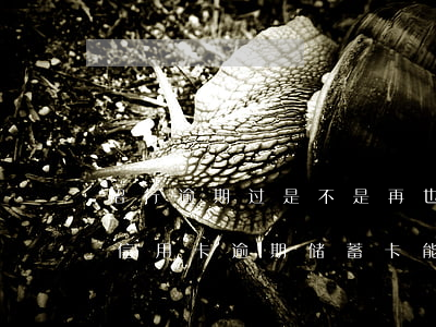 招行逾期过是不是再也不能办信用卡了（招商信用卡逾期储蓄卡能办吗）